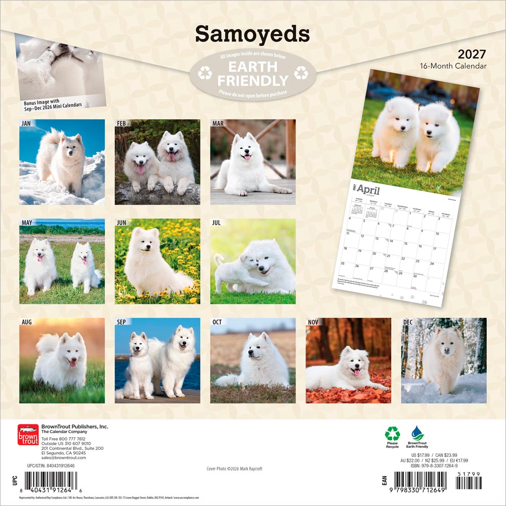 Samoyeds | 2027 12 x 24 Inch (Hanging) Monthly Square Wall Calendar