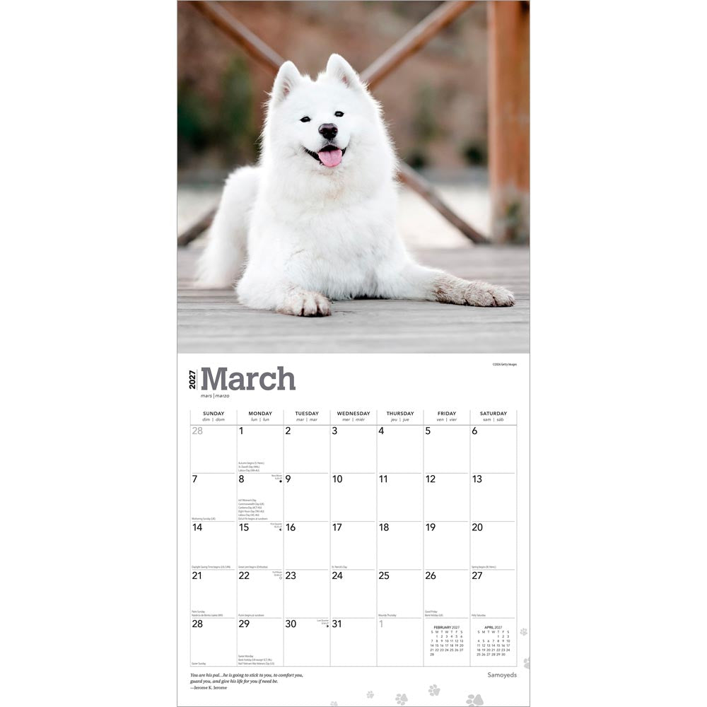 Samoyeds | 2027 12 x 24 Inch (Hanging) Monthly Square Wall Calendar