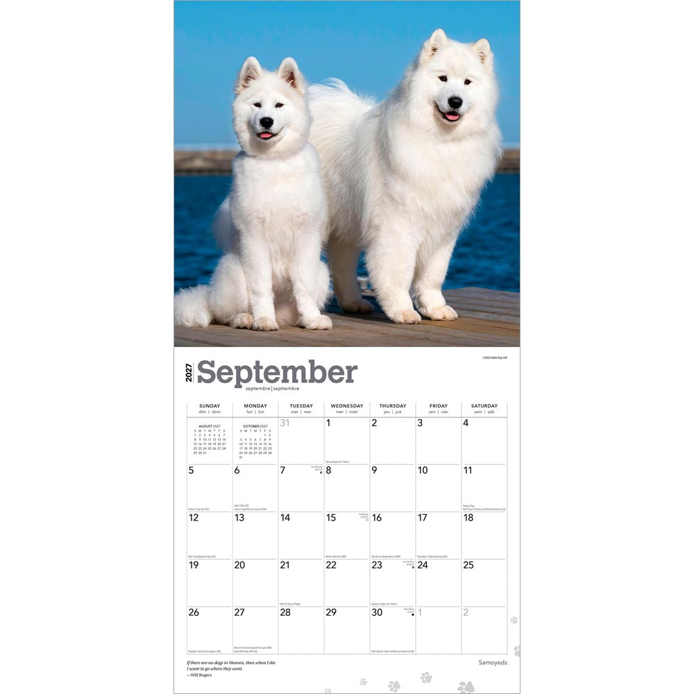 Samoyeds | 2027 12 x 24 Inch (Hanging) Monthly Square Wall Calendar