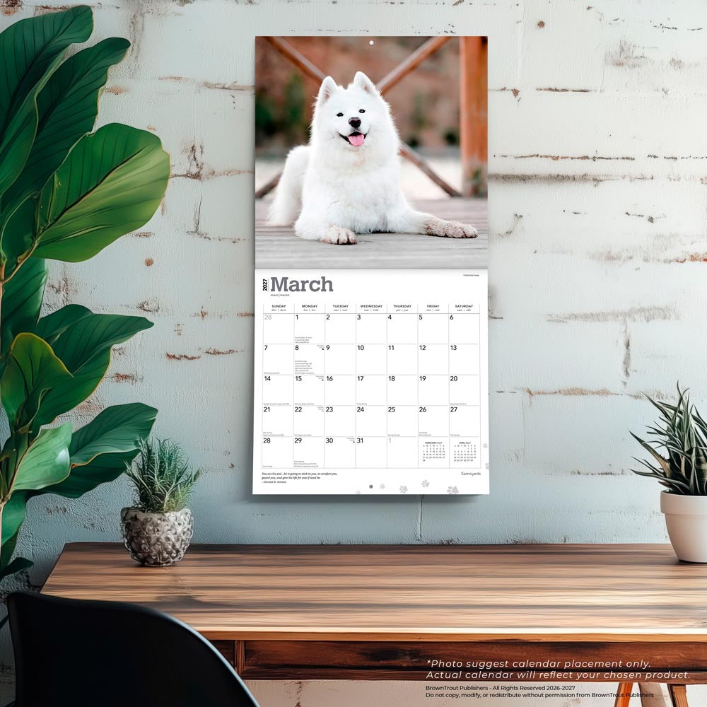 Samoyeds | 2027 12 x 24 Inch (Hanging) Monthly Square Wall Calendar