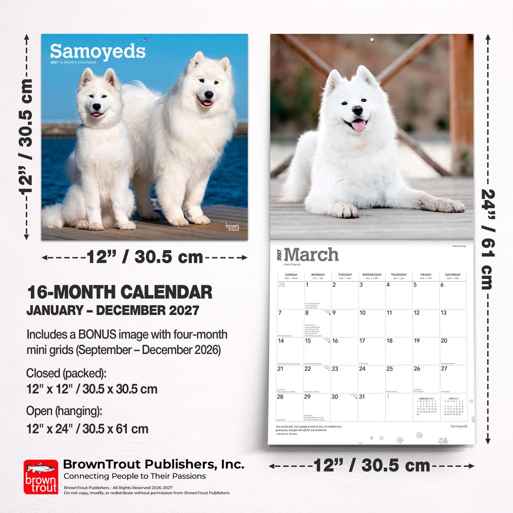Samoyeds | 2027 12 x 24 Inch (Hanging) Monthly Square Wall Calendar