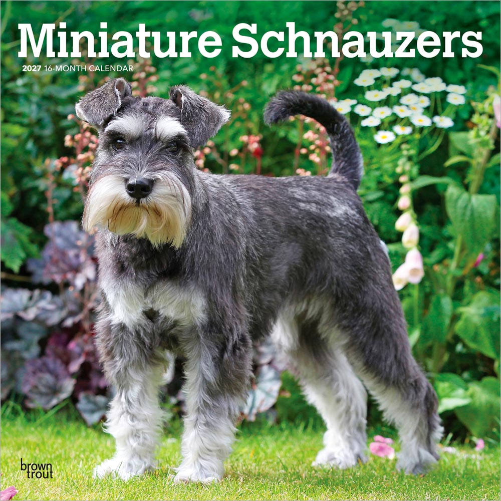Miniature Schnauzers | 2027 12 x 24 Inch (Hanging) Monthly Square Wall Calendar