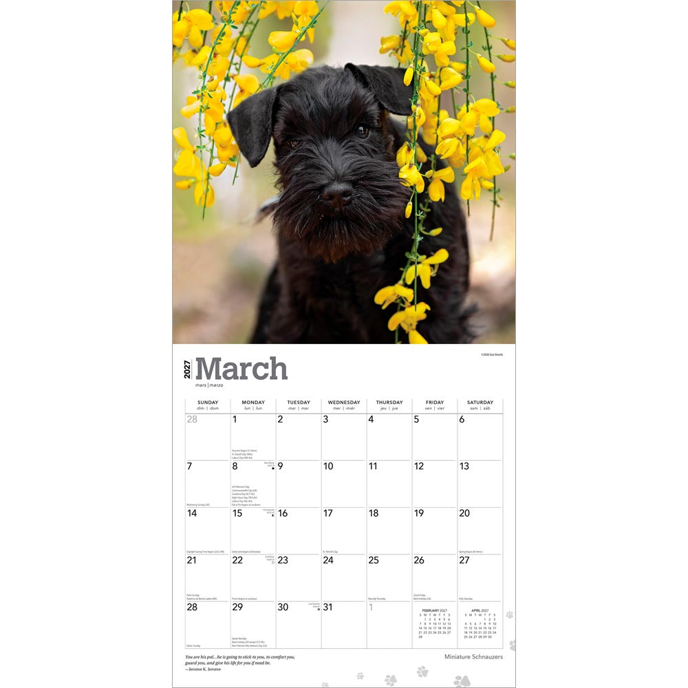 Miniature Schnauzers | 2027 12 x 24 Inch (Hanging) Monthly Square Wall Calendar