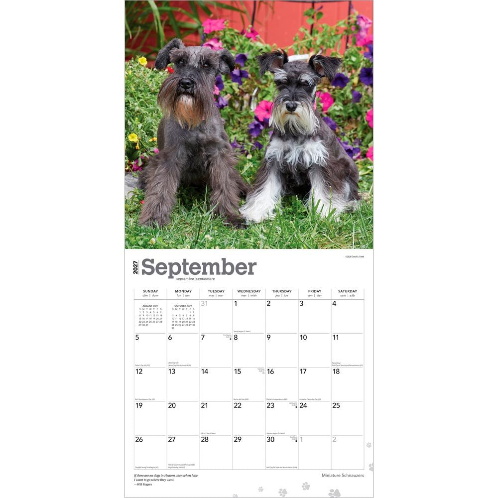 Miniature Schnauzers | 2027 12 x 24 Inch (Hanging) Monthly Square Wall Calendar