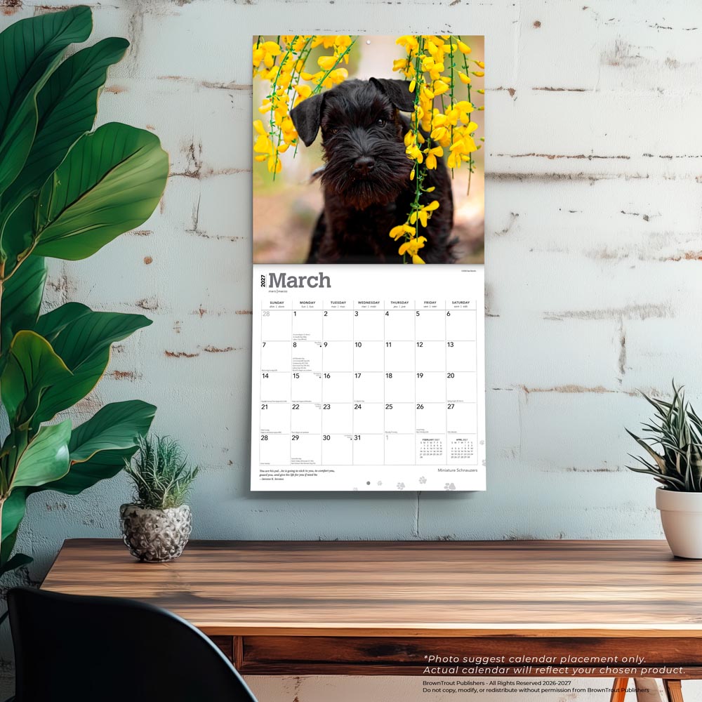 Miniature Schnauzers | 2027 12 x 24 Inch (Hanging) Monthly Square Wall Calendar