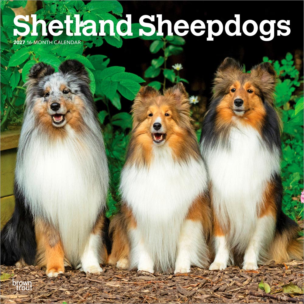 Shetland Sheepdogs | 2027 12 x 24 Inch (Hanging) Monthly Square Wall Calendar