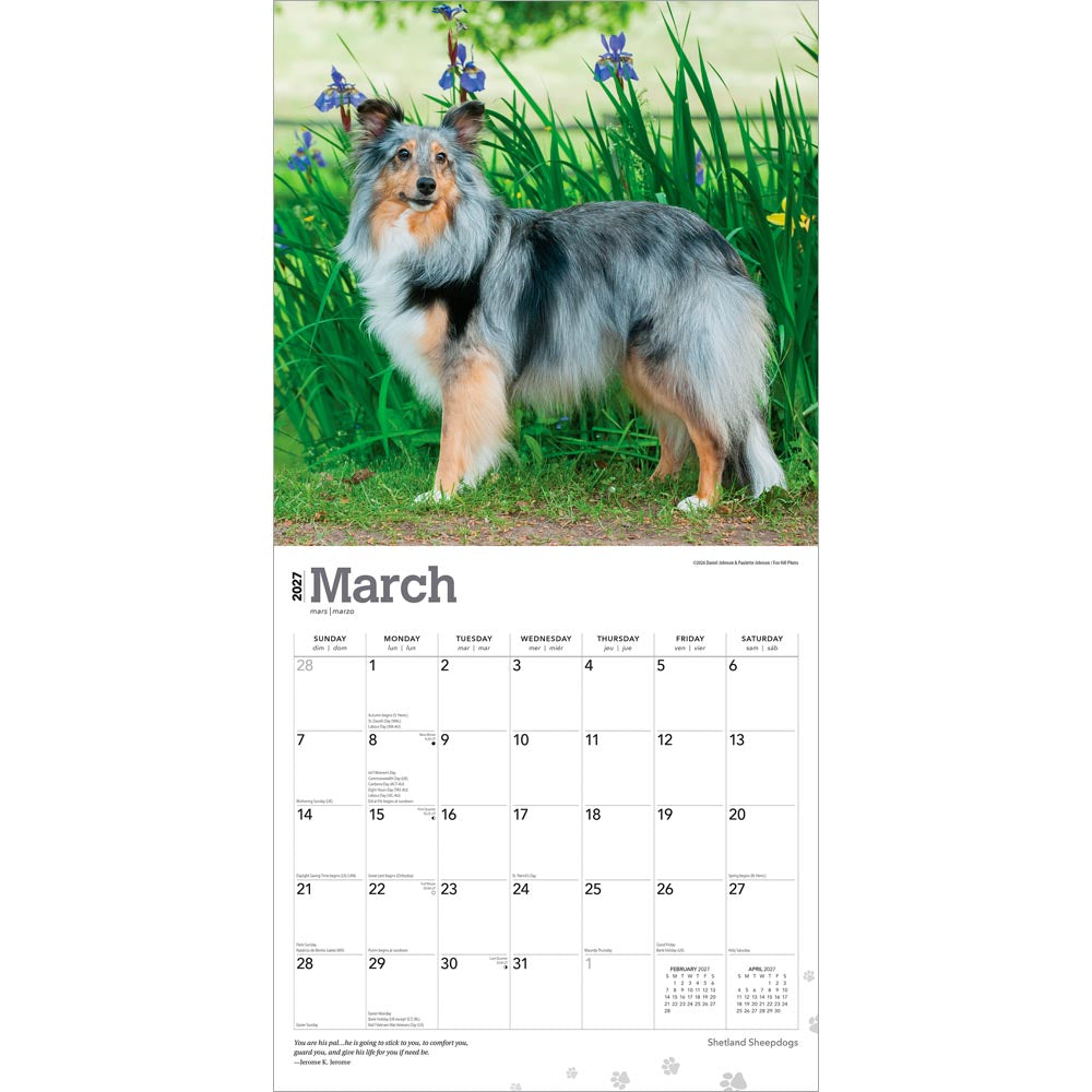 Shetland Sheepdogs | 2027 12 x 24 Inch (Hanging) Monthly Square Wall Calendar