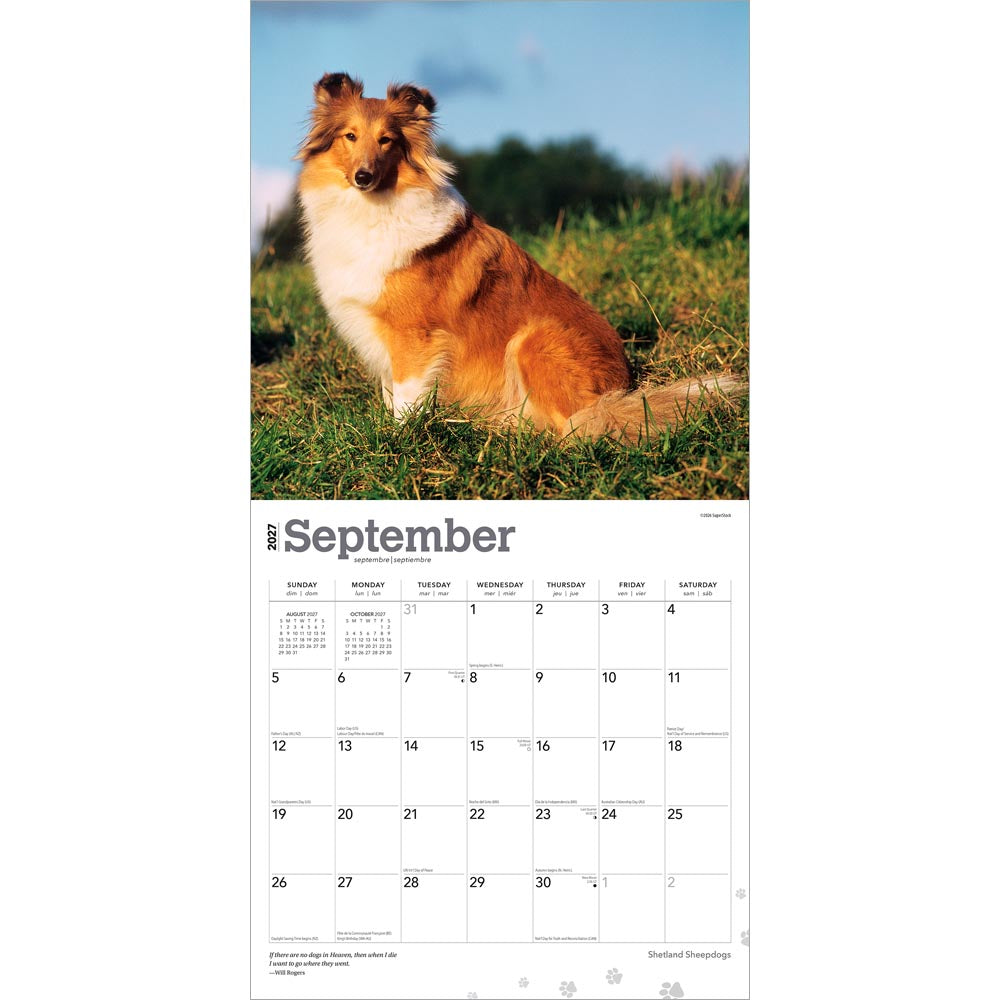 Shetland Sheepdogs | 2027 12 x 24 Inch (Hanging) Monthly Square Wall Calendar