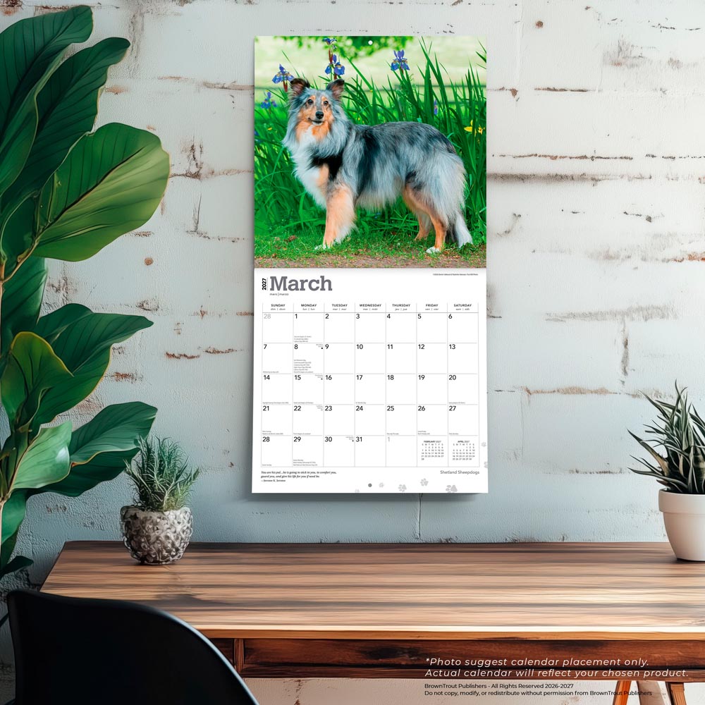 Shetland Sheepdogs | 2027 12 x 24 Inch (Hanging) Monthly Square Wall Calendar