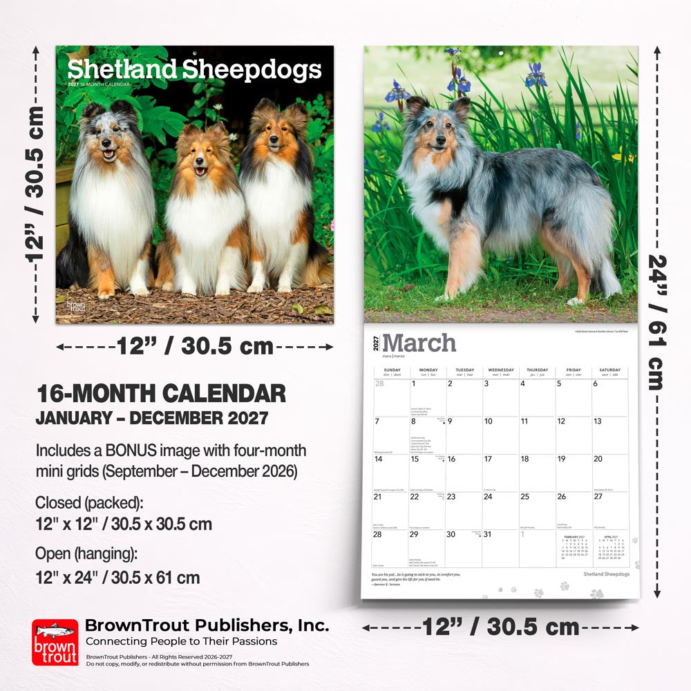 Shetland Sheepdogs | 2027 12 x 24 Inch (Hanging) Monthly Square Wall Calendar