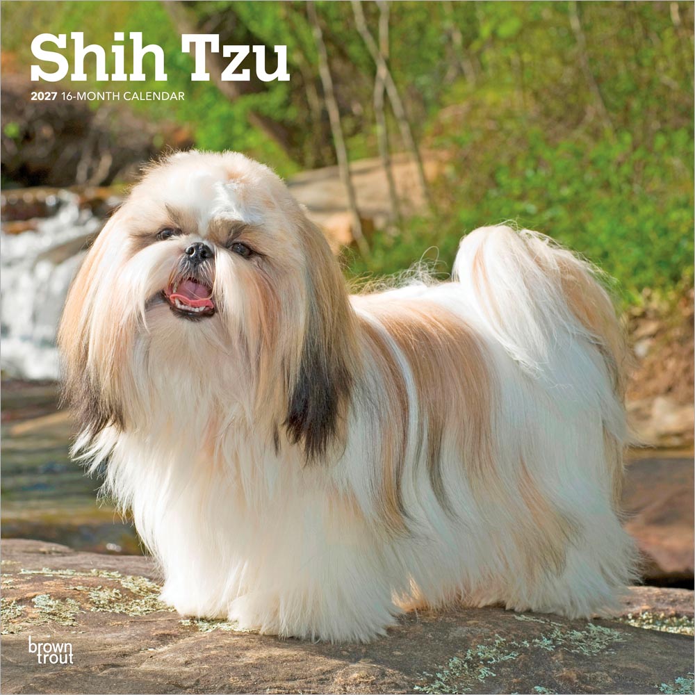 Shih Tzu | 2027 12 x 24 Inch (Hanging) Monthly Square Wall Calendar