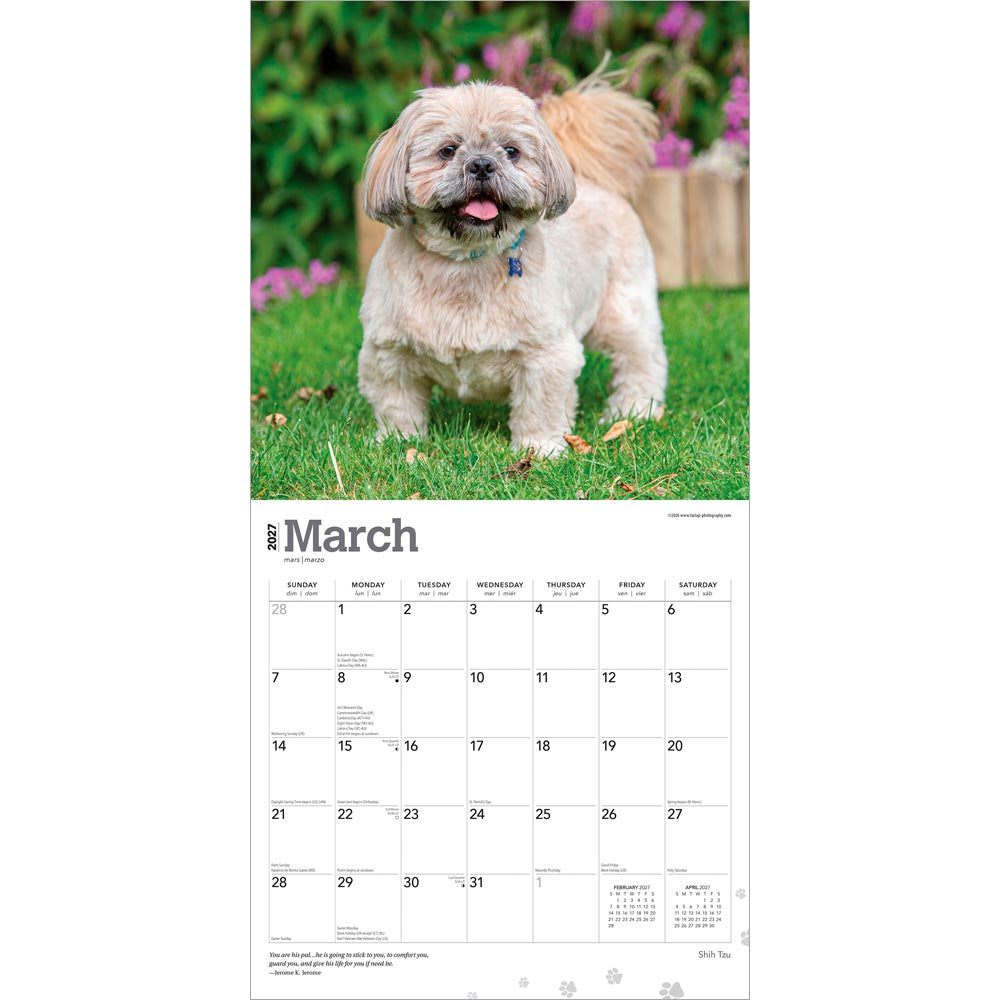 Shih Tzu | 2027 12 x 24 Inch (Hanging) Monthly Square Wall Calendar