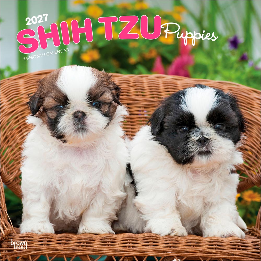 Shih Tzu Puppies | 2027 12 x 24 Inch (Hanging) Monthly Square Wall Calendar