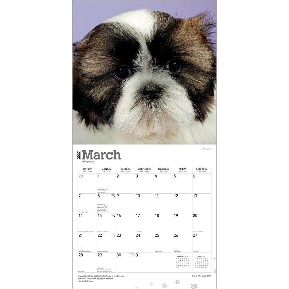 Shih Tzu Puppies | 2027 12 x 24 Inch (Hanging) Monthly Square Wall Calendar