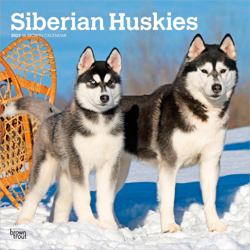 Siberian Huskies | 2027 12 x 24 Inch (Hanging) Monthly Square Wall Calendar