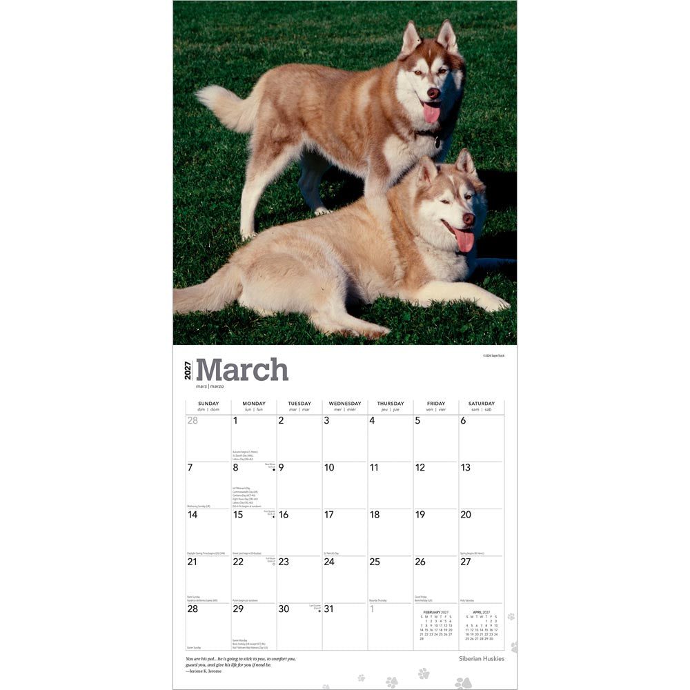 Siberian Huskies | 2027 12 x 24 Inch (Hanging) Monthly Square Wall Calendar