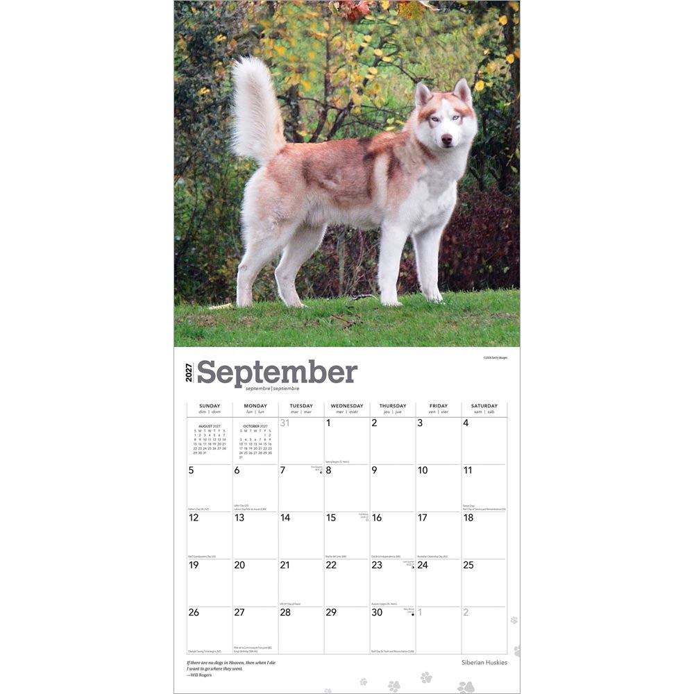 Siberian Huskies | 2027 12 x 24 Inch (Hanging) Monthly Square Wall Calendar