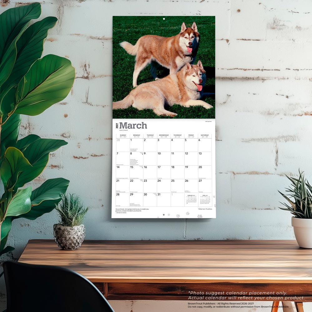 Siberian Huskies | 2027 12 x 24 Inch (Hanging) Monthly Square Wall Calendar