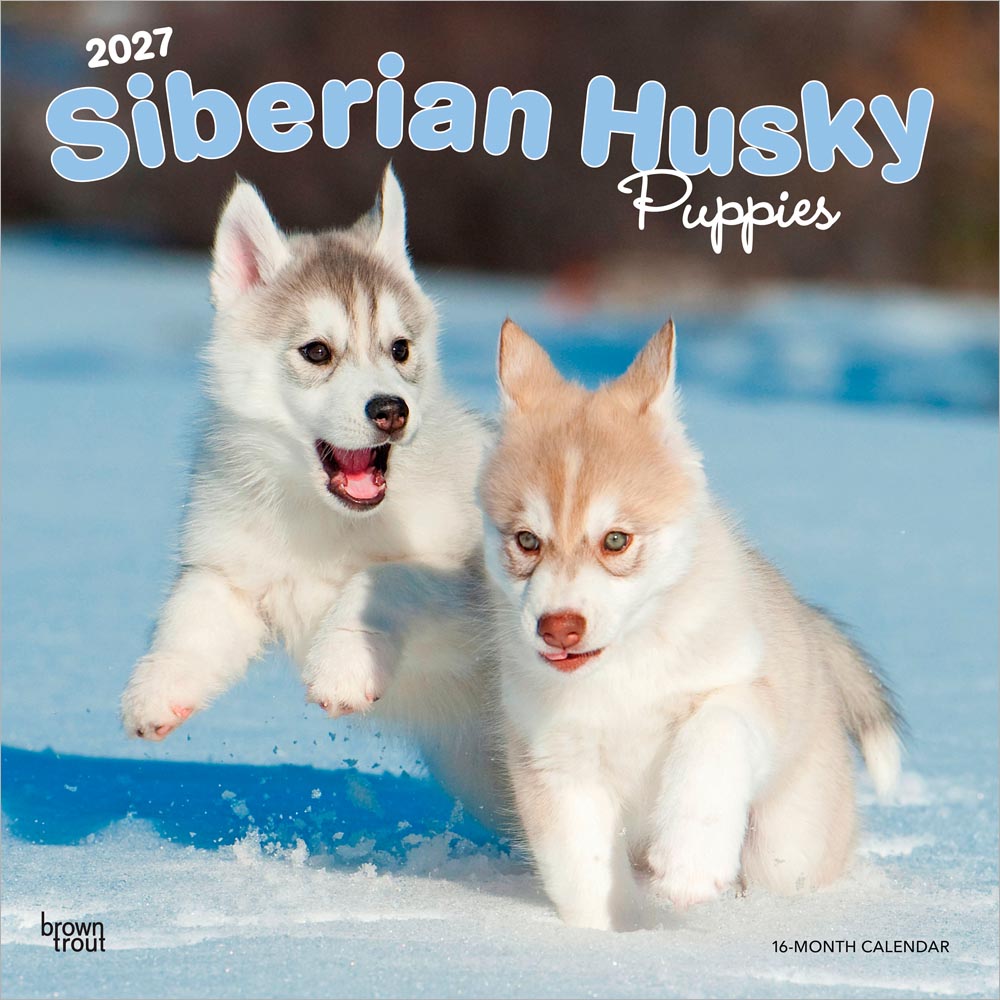 Siberian Husky Puppies | 2027 12 x 24 Inch (Hanging) Monthly Square Wall Calendar