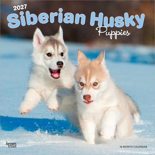 Siberian Husky Puppies | 2027 12 x 24 Inch (Hanging) Monthly Square Wall Calendar