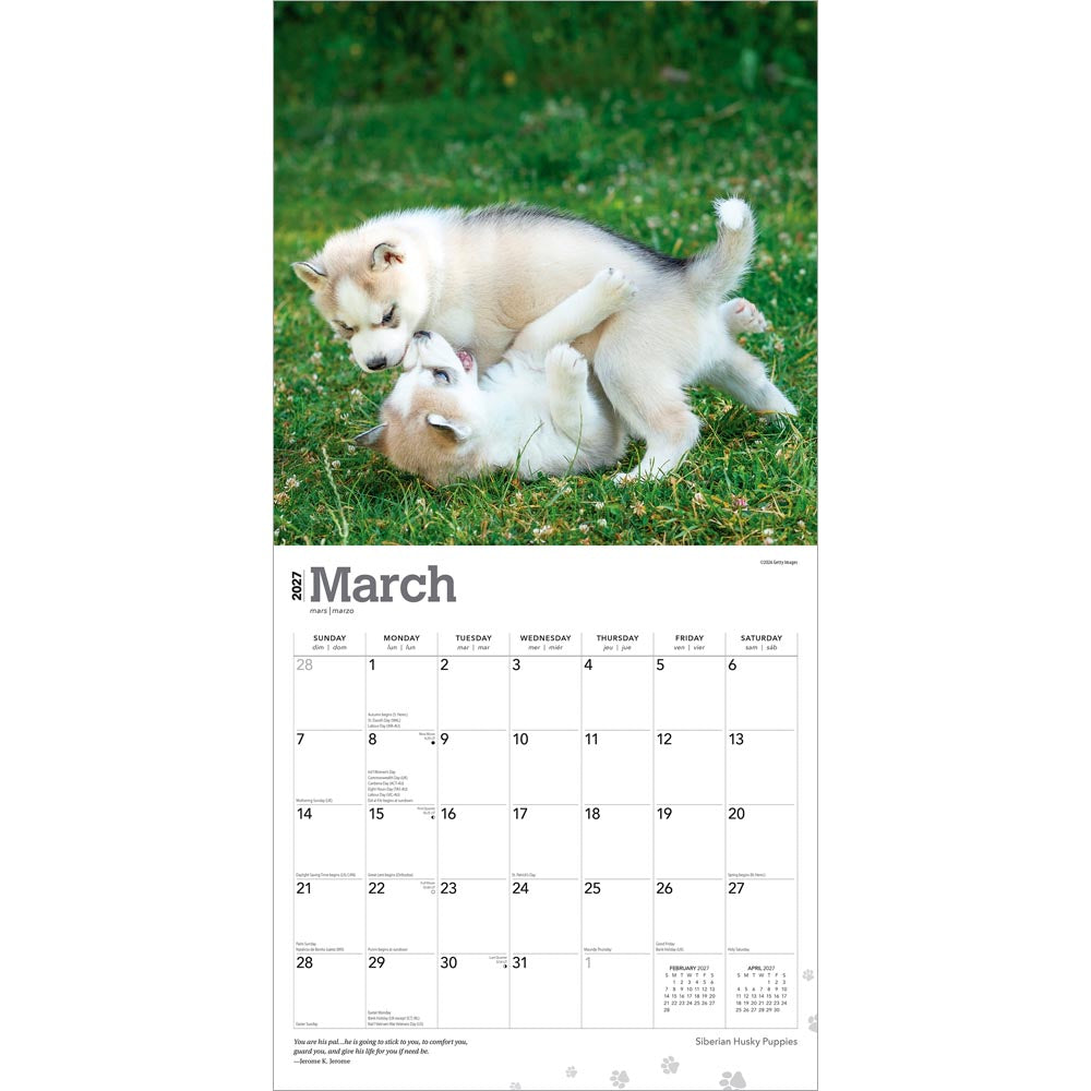 Siberian Husky Puppies | 2027 12 x 24 Inch (Hanging) Monthly Square Wall Calendar