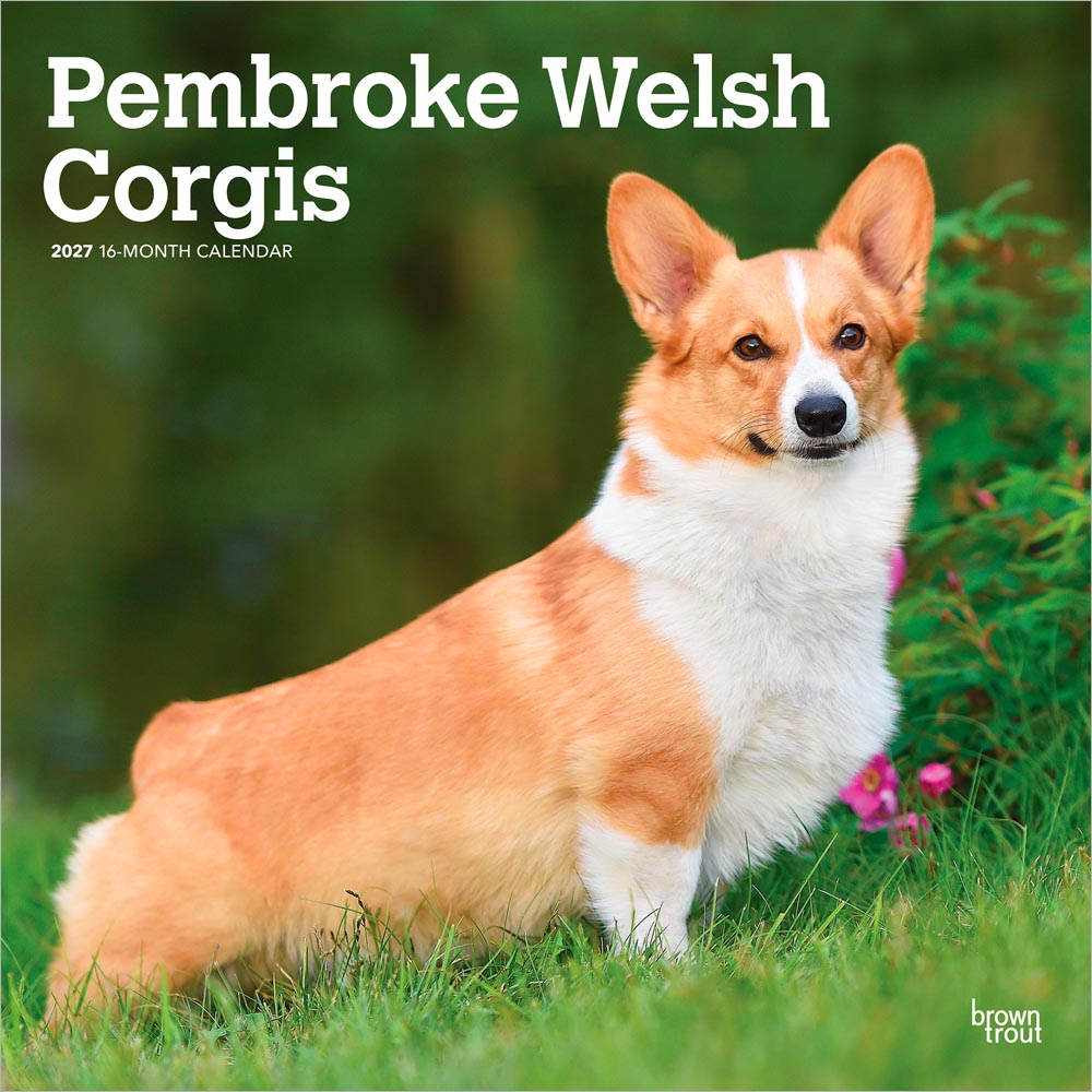 Pembroke Welsh Corgis | 2027 12 x 24 Inch (Hanging) Monthly Square Wall Calendar