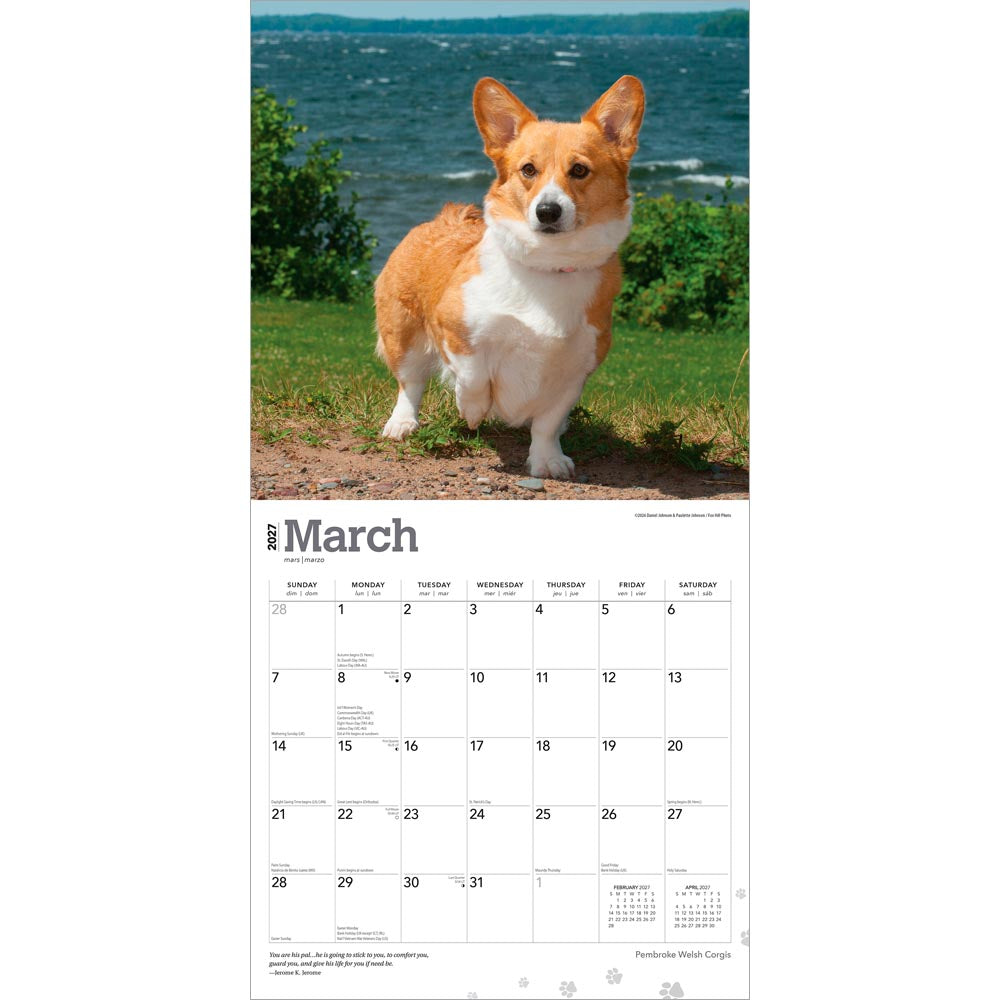 Pembroke Welsh Corgis | 2027 12 x 24 Inch (Hanging) Monthly Square Wall Calendar