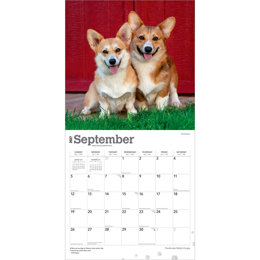 Pembroke Welsh Corgis | 2027 12 x 24 Inch (Hanging) Monthly Square Wall Calendar