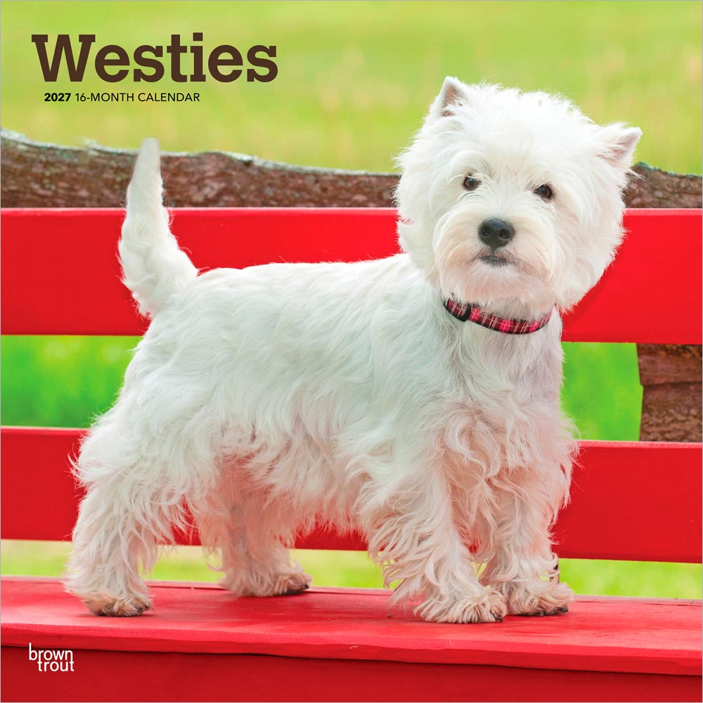 West Highland White Terriers | 2027 12 x 24 Inch (Hanging) Monthly Square Wall Calendar