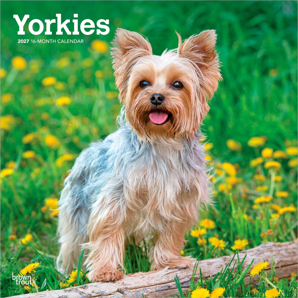 Yorkshire Terriers | 2027 12 x 24 Inch (Hanging) Monthly Square Wall Calendar