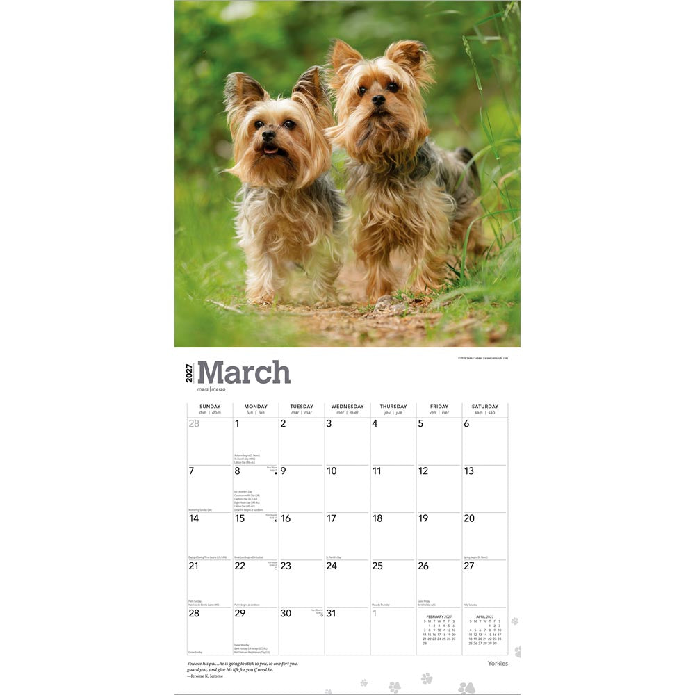 Yorkshire Terriers | 2027 12 x 24 Inch (Hanging) Monthly Square Wall Calendar