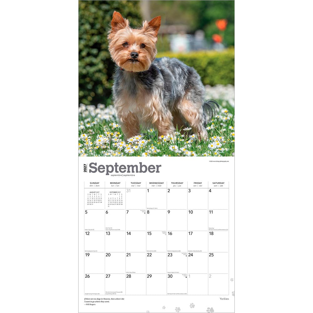 Yorkshire Terriers | 2027 12 x 24 Inch (Hanging) Monthly Square Wall Calendar