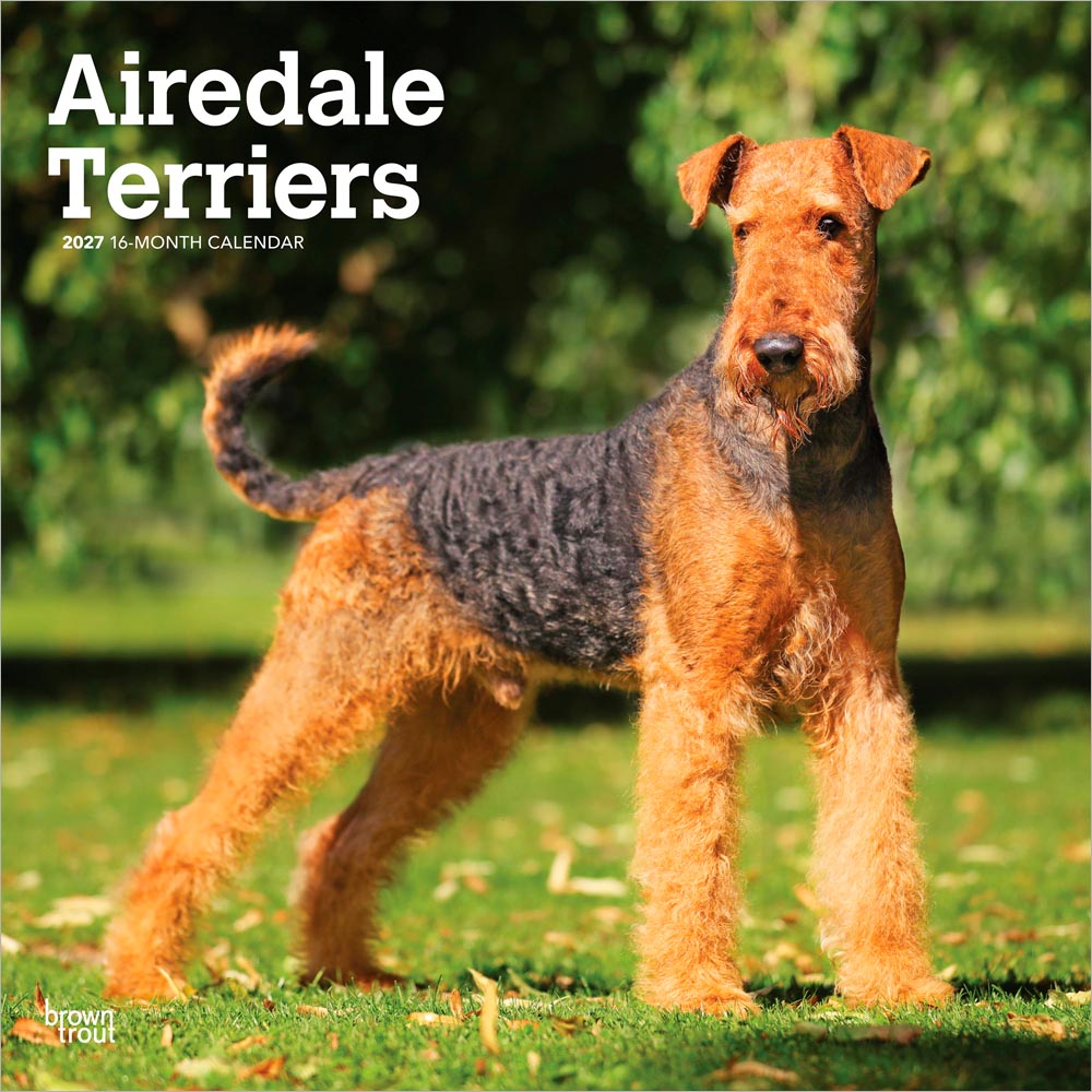 Airedale Terriers | 2027 12 x 24 Inch (Hanging) Monthly Square Wall Calendar