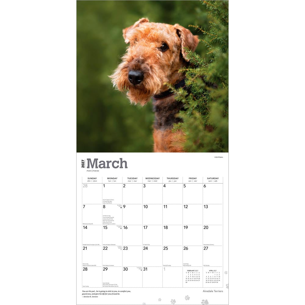 Airedale Terriers | 2027 12 x 24 Inch (Hanging) Monthly Square Wall Calendar