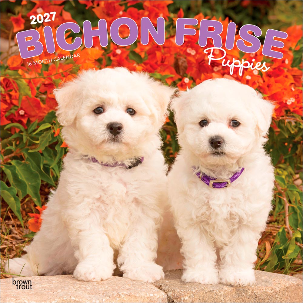 Bichon Frise Puppies | 2027 12 x 24 Inch (Hanging) Monthly Square Wall Calendar