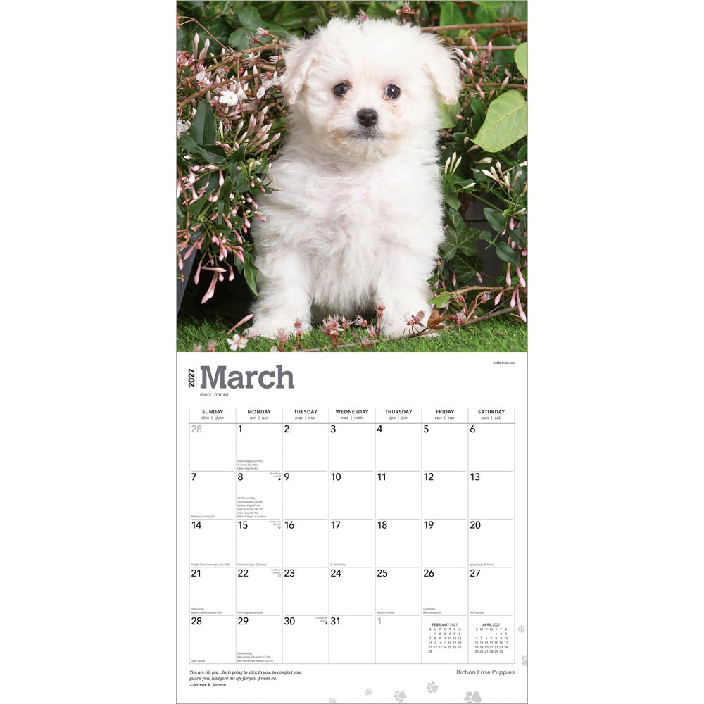 Bichon Frise Puppies | 2027 12 x 24 Inch (Hanging) Monthly Square Wall Calendar