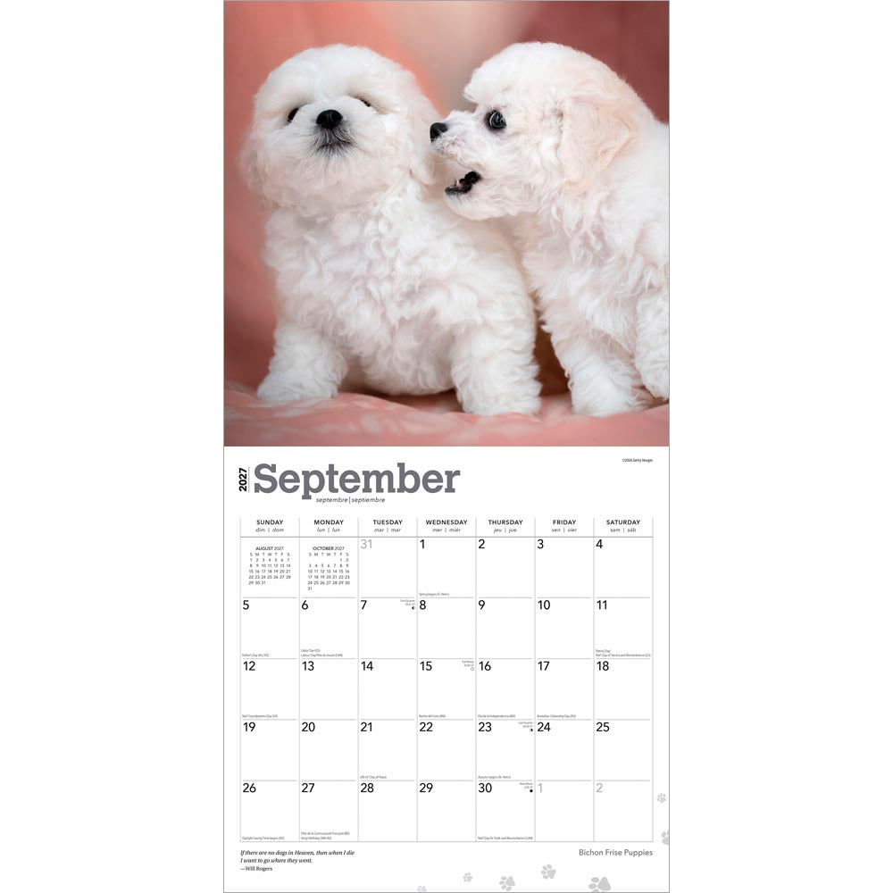 Bichon Frise Puppies | 2027 12 x 24 Inch (Hanging) Monthly Square Wall Calendar