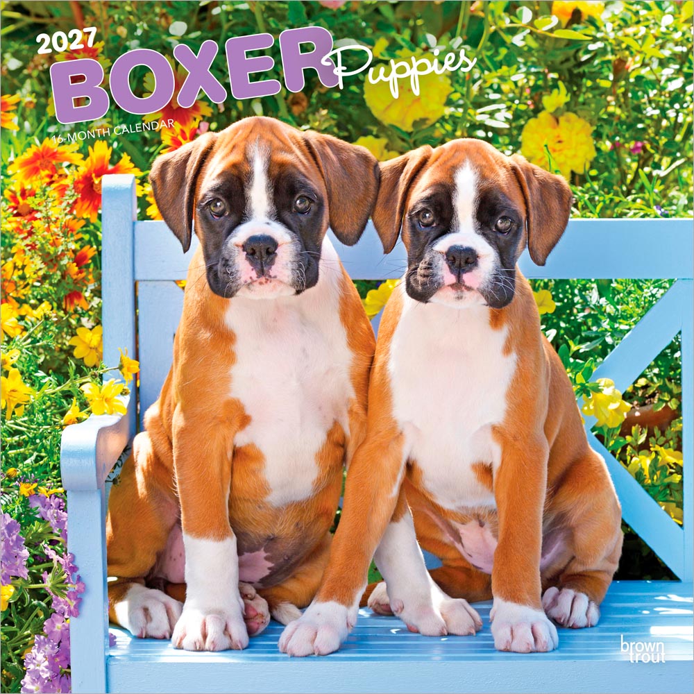 Boxer Puppies | 2027 12 x 24 Inch (Hanging) Monthly Square Wall Calendar
