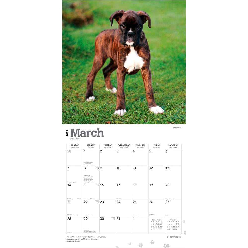 Boxer Puppies | 2027 12 x 24 Inch (Hanging) Monthly Square Wall Calendar