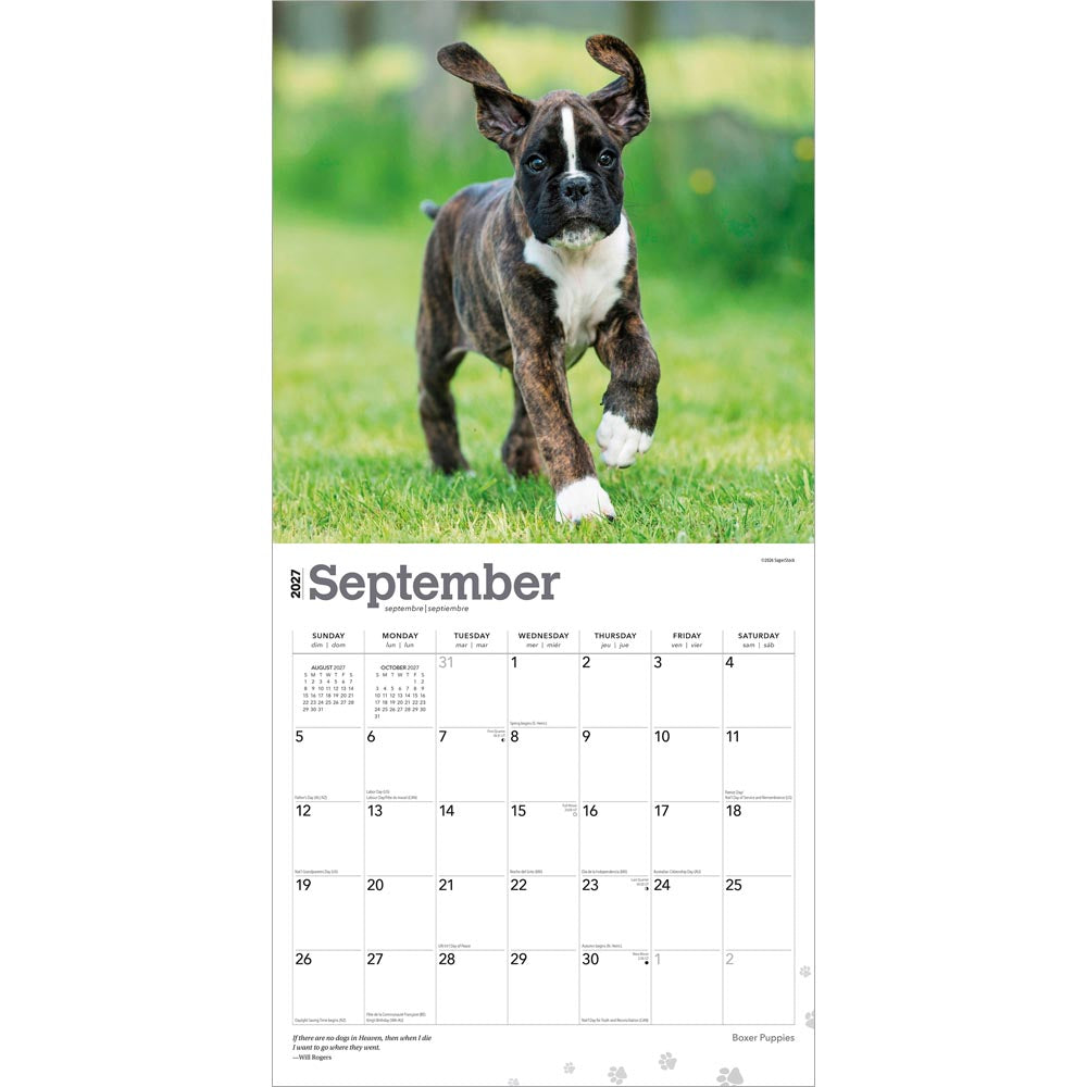 Boxer Puppies | 2027 12 x 24 Inch (Hanging) Monthly Square Wall Calendar