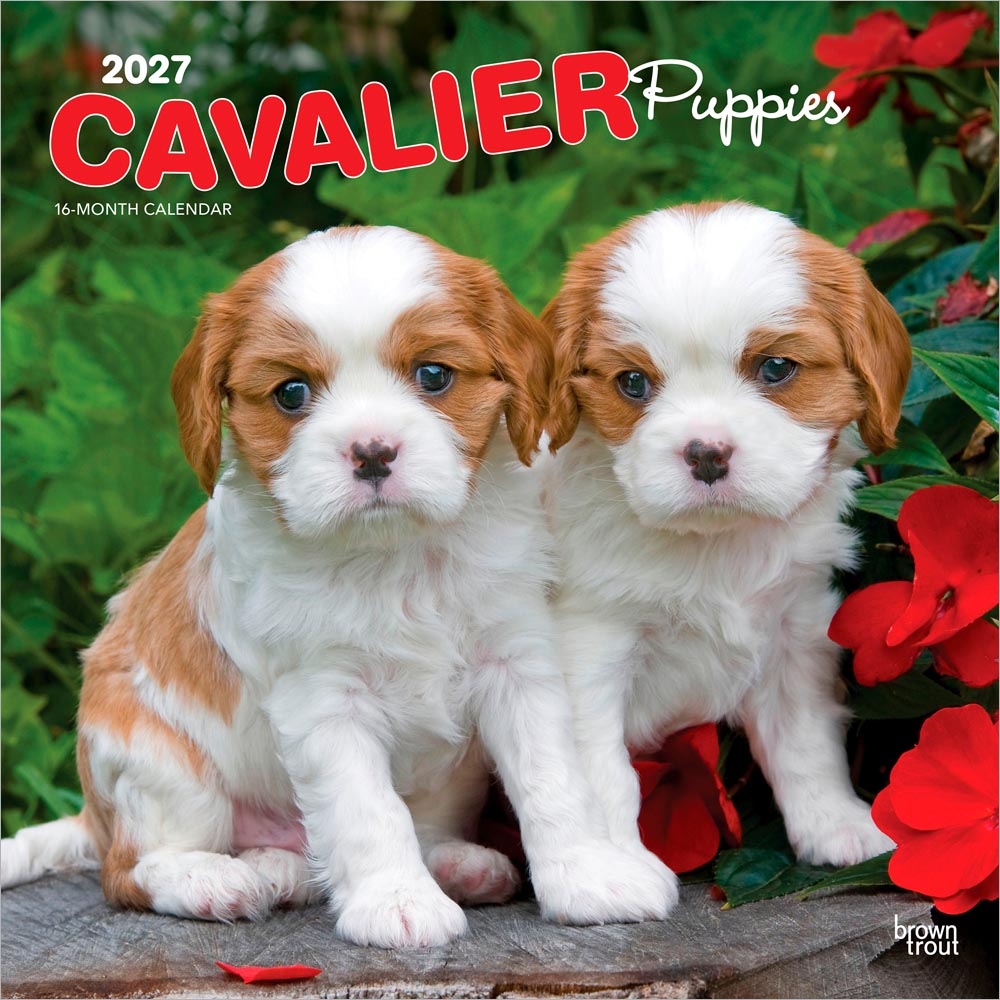Cavalier King Charles Spaniel Puppies | 2027 12 x 24 Inch (Hanging) Monthly Square Wall Calendar