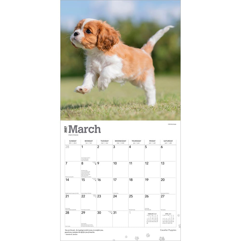 Cavalier King Charles Spaniel Puppies | 2027 12 x 24 Inch (Hanging) Monthly Square Wall Calendar