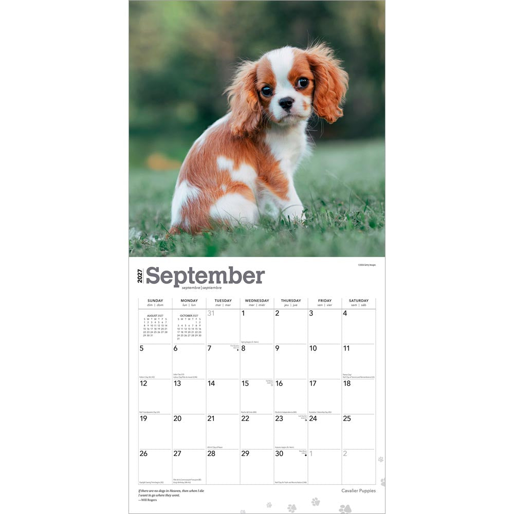Cavalier King Charles Spaniel Puppies | 2027 12 x 24 Inch (Hanging) Monthly Square Wall Calendar