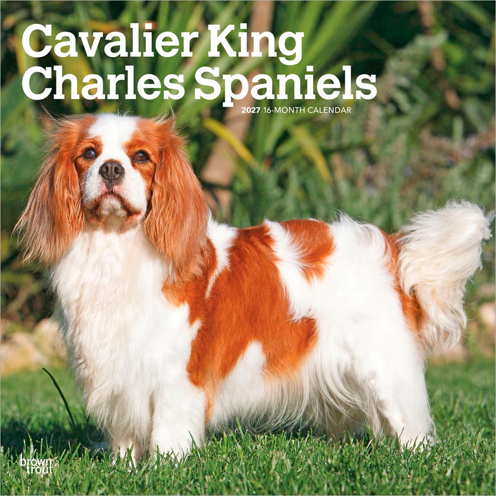 Cavalier King Charles Spaniels | 2027 12 x 24 Inch (Hanging) Monthly Square Wall Calendar