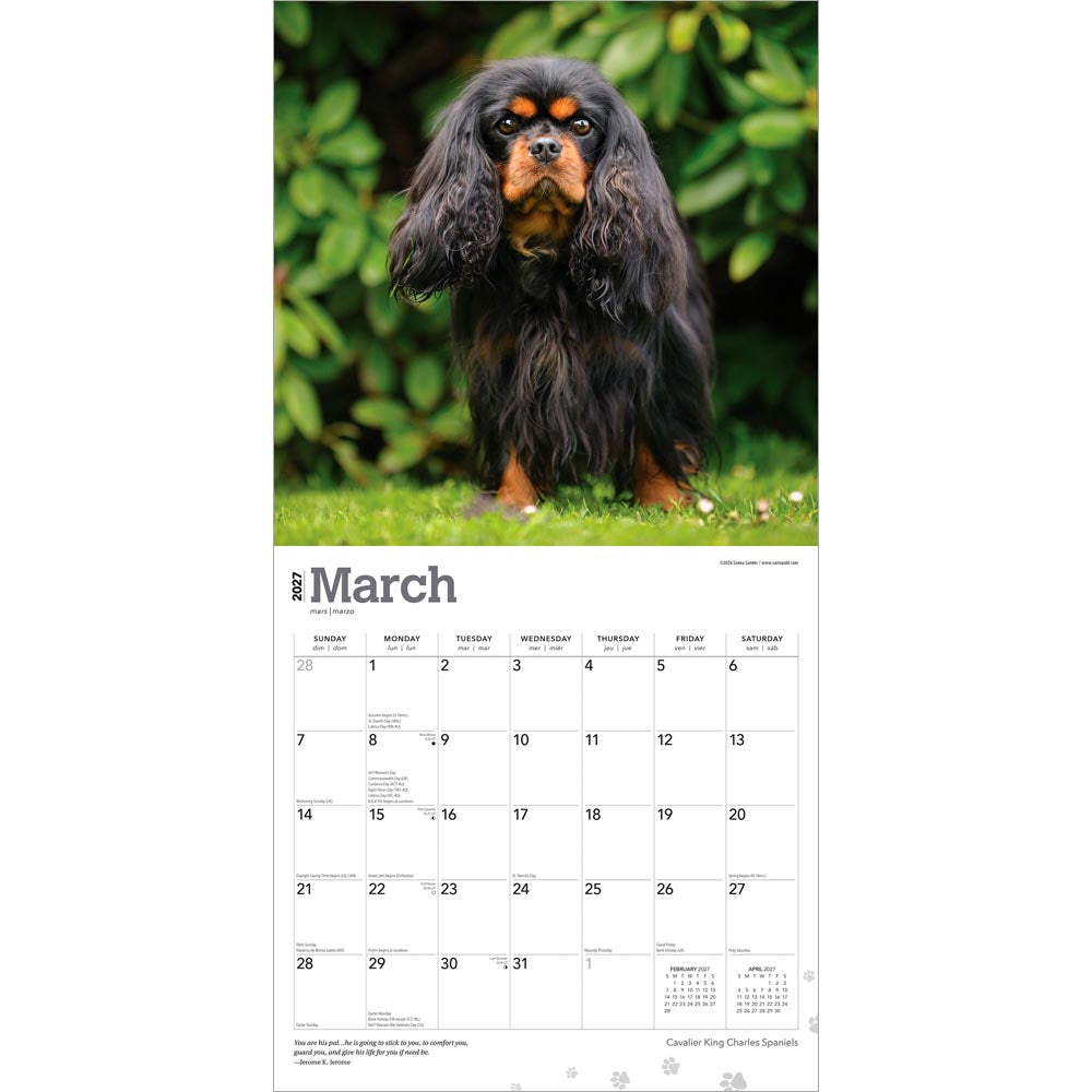 Cavalier King Charles Spaniels | 2027 12 x 24 Inch (Hanging) Monthly Square Wall Calendar