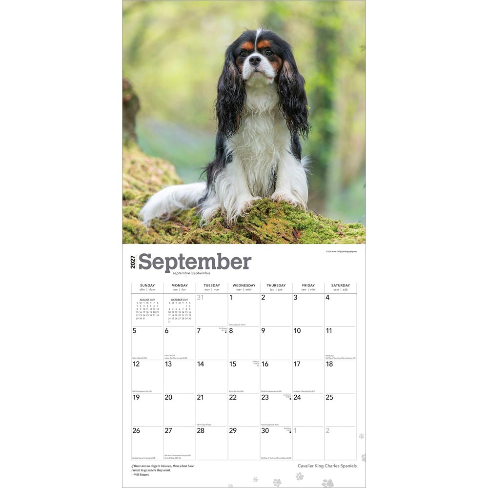 Cavalier King Charles Spaniels | 2027 12 x 24 Inch (Hanging) Monthly Square Wall Calendar