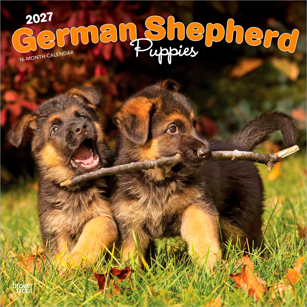 German Shepherd Puppies | 2027 12 x 24 Inch (Hanging) Monthly Square Wall Calendar