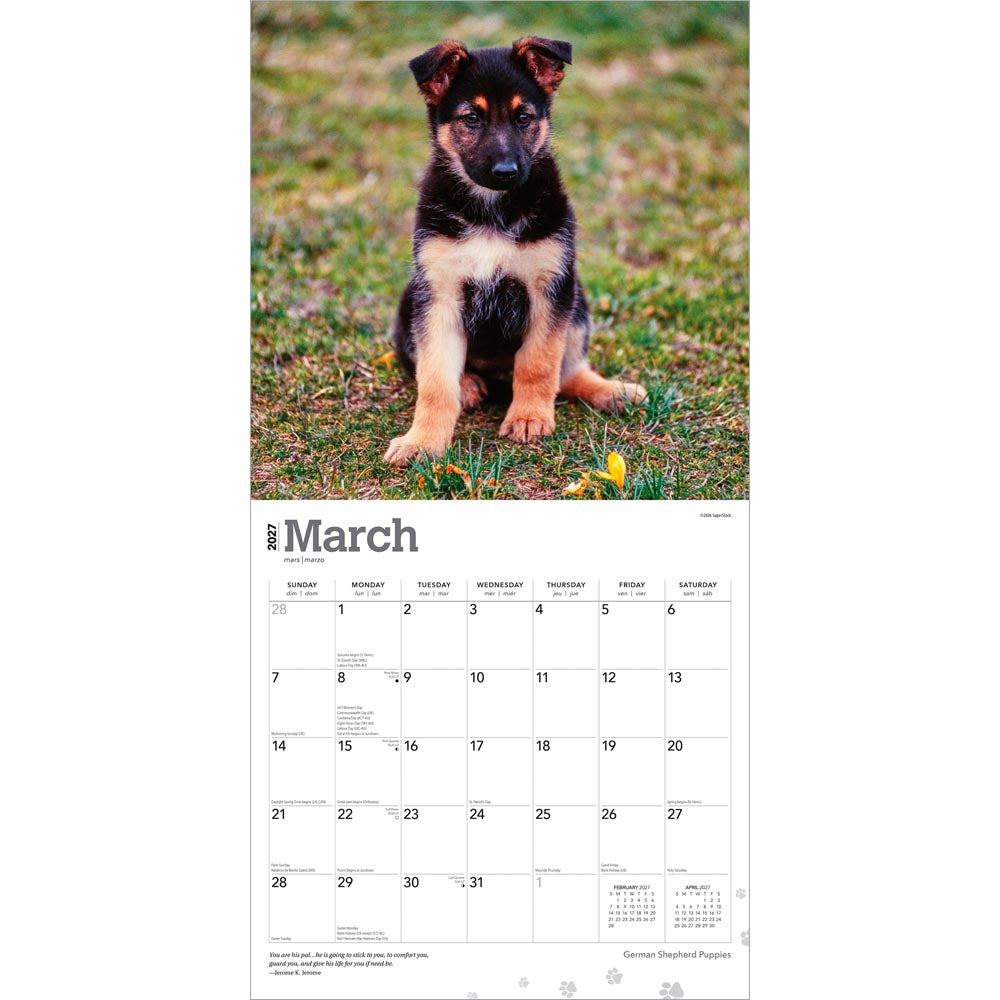German Shepherd Puppies | 2027 12 x 24 Inch (Hanging) Monthly Square Wall Calendar