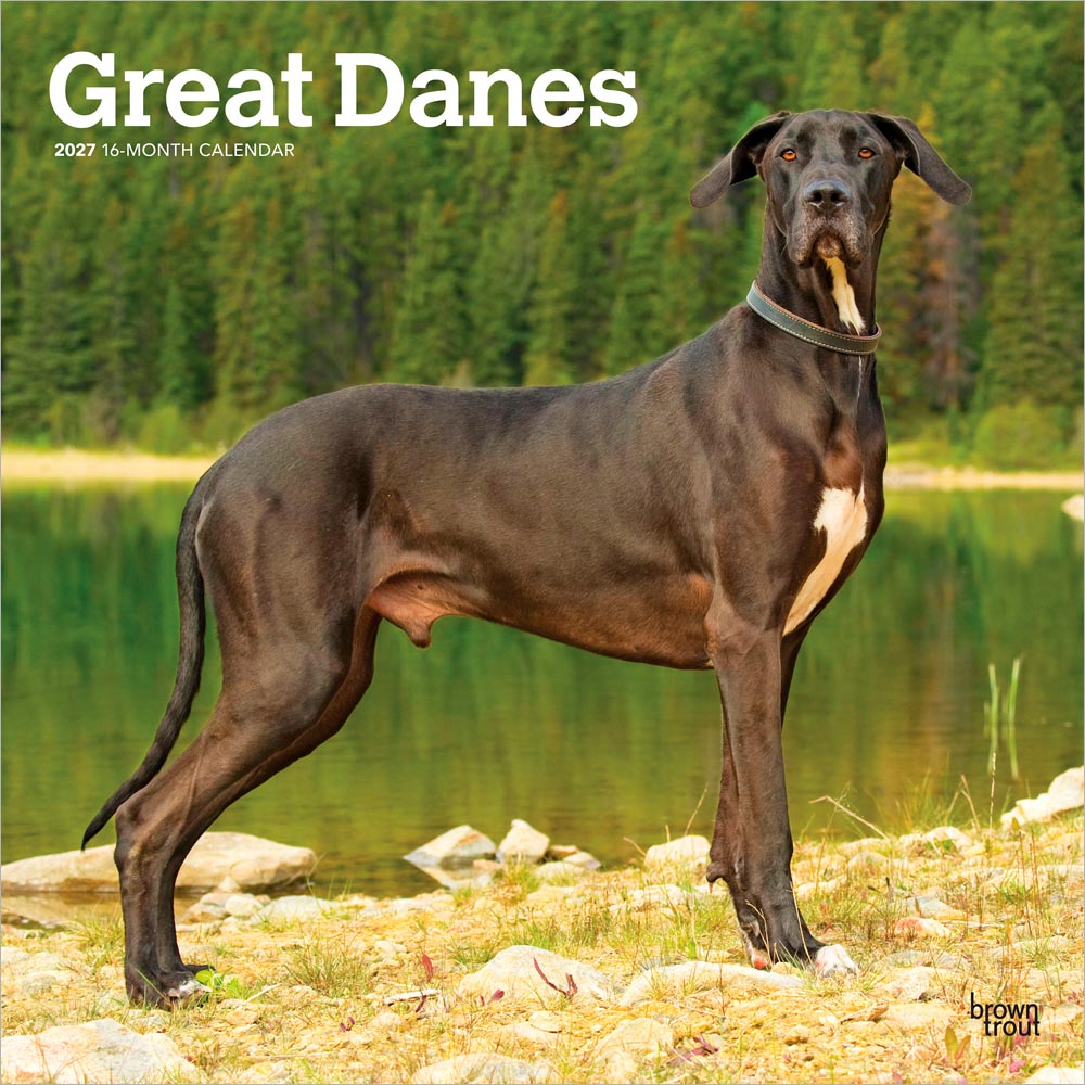 Great Danes | 2027 12 x 24 Inch (Hanging) Monthly Square Wall Calendar