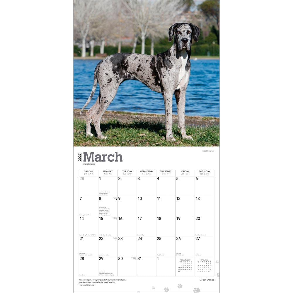 Great Danes | 2027 12 x 24 Inch (Hanging) Monthly Square Wall Calendar